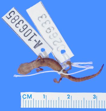 Media type: image; Herpetology A-106385